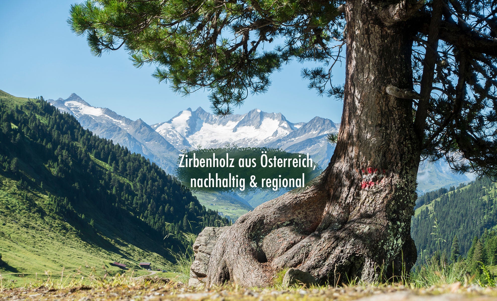 Banner Zirbe Ellmauer Zirbenwelt