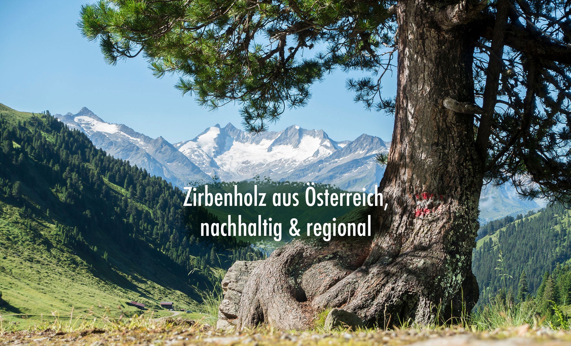 Zirben-Banner Ellmauer Zirbenwelt